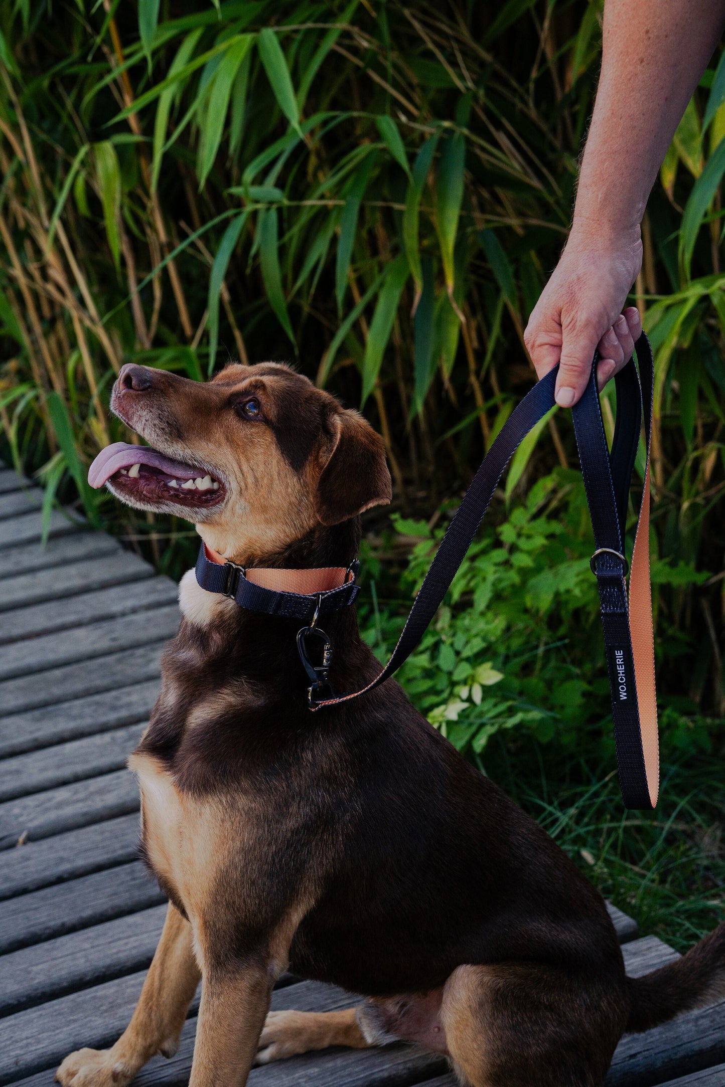 Black orange dog leash with padded handle, 140cm dog lead