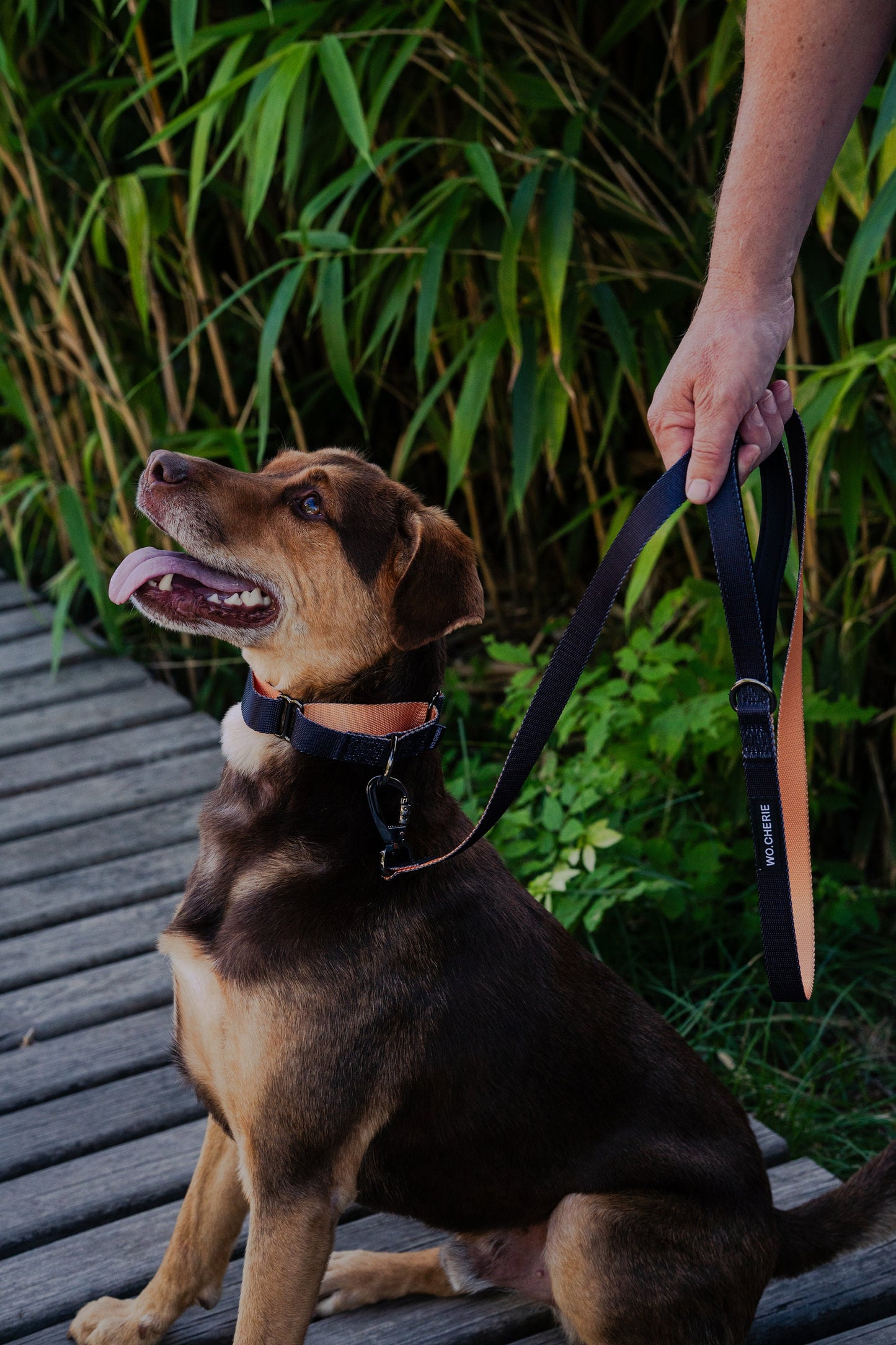 Black orange martingale dog collar and leash walking set, 25mm Wide Martingale Collar and Leash Set for Dogs