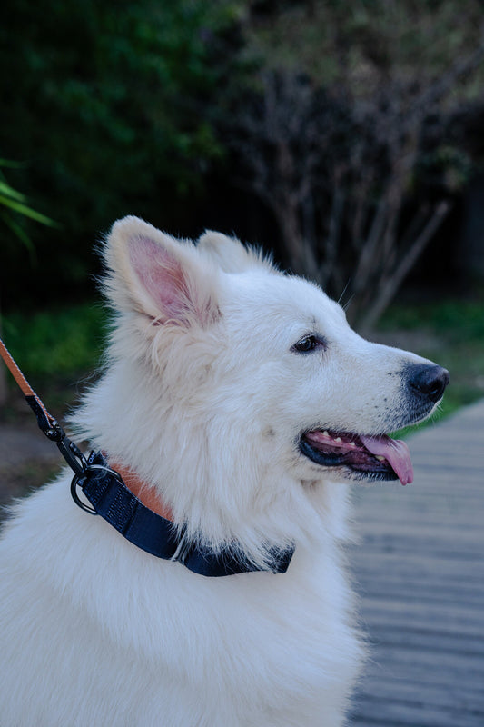 Black orange Martingale greyhound collar, 40mm wide dog collar, leash optional
