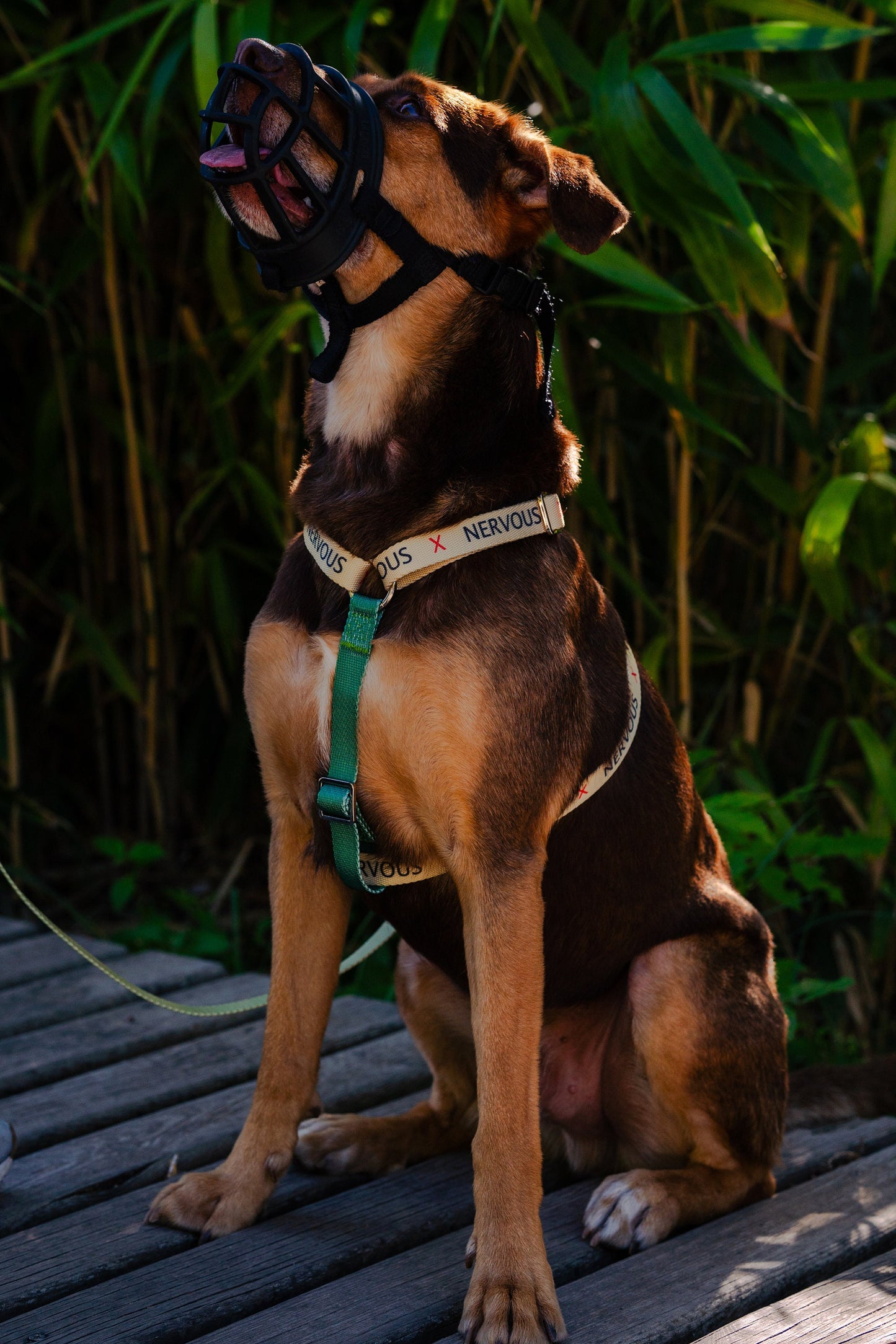 Yellow Nervous Anxious dog collar harness for Medium-sized dog, leash optional