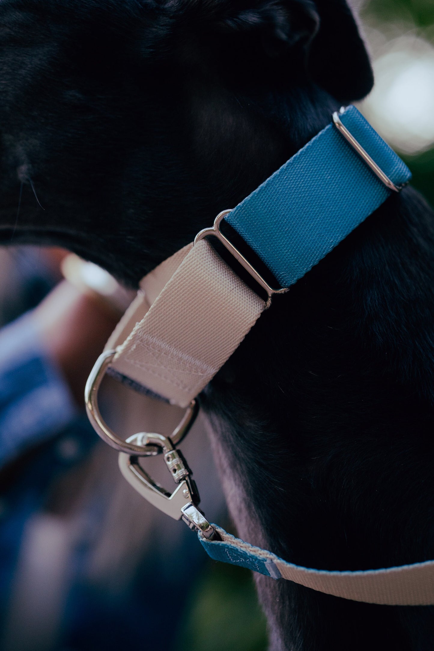 Dark turquoise Martingale greyhound dog collar, 40mm wide, leash optional