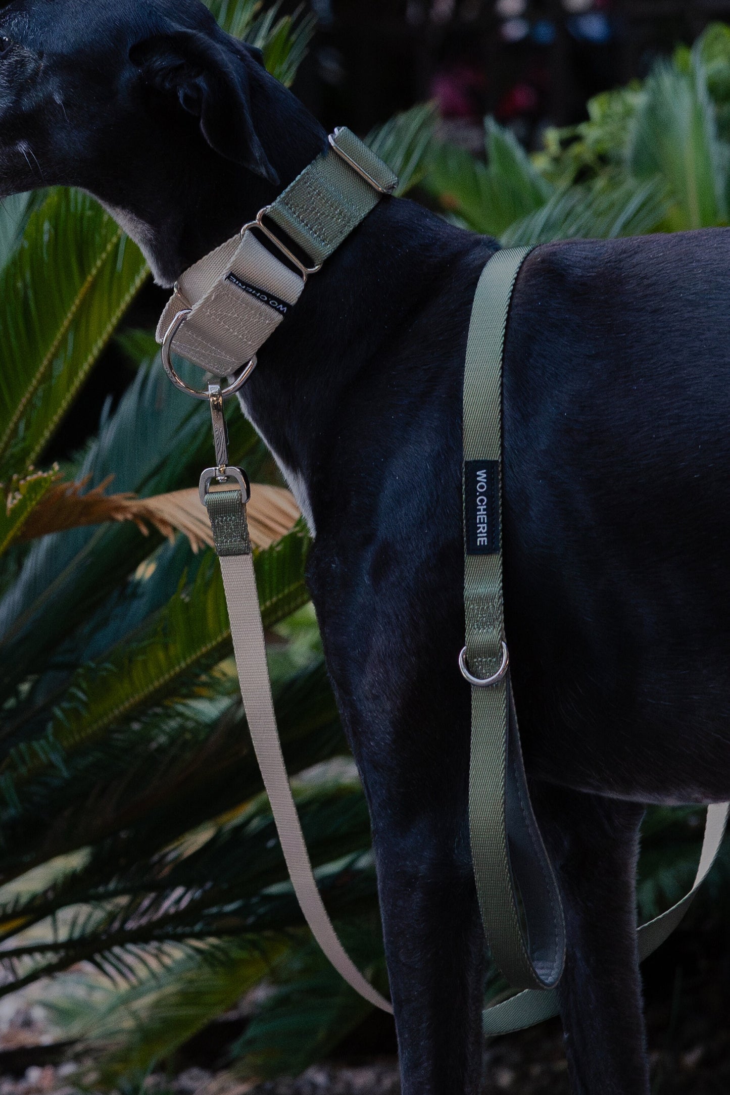 Olive Green Greyhound Martingale dog collar, 40mm wide, leash optional