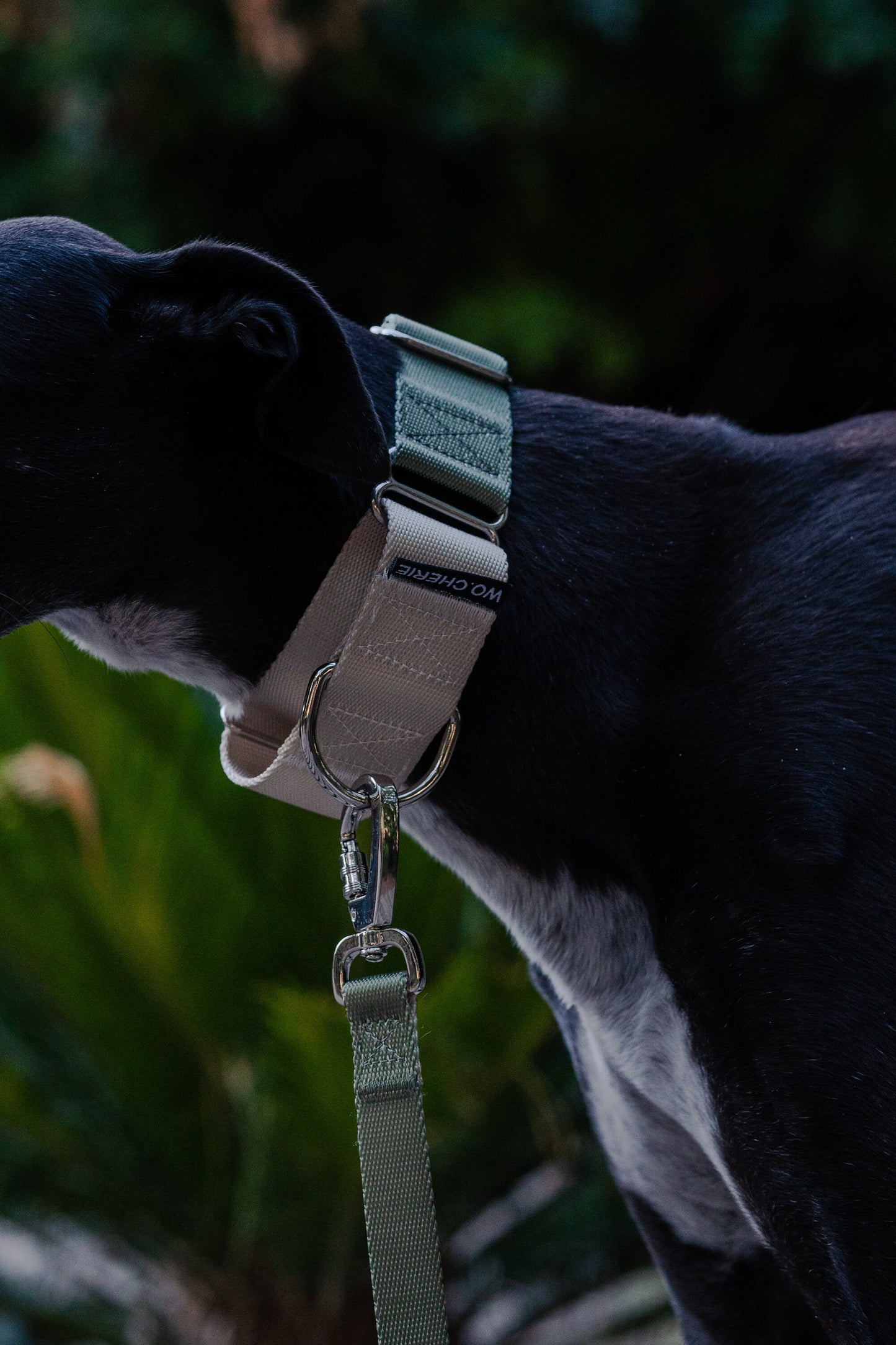 Olive Green Greyhound Martingale dog collar, 40mm wide, leash optional