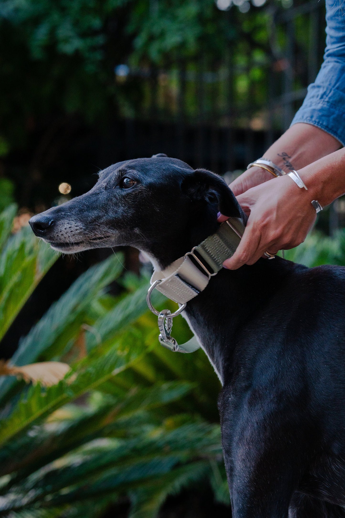 Olive Green Greyhound Martingale dog collar, 40mm wide, leash optional