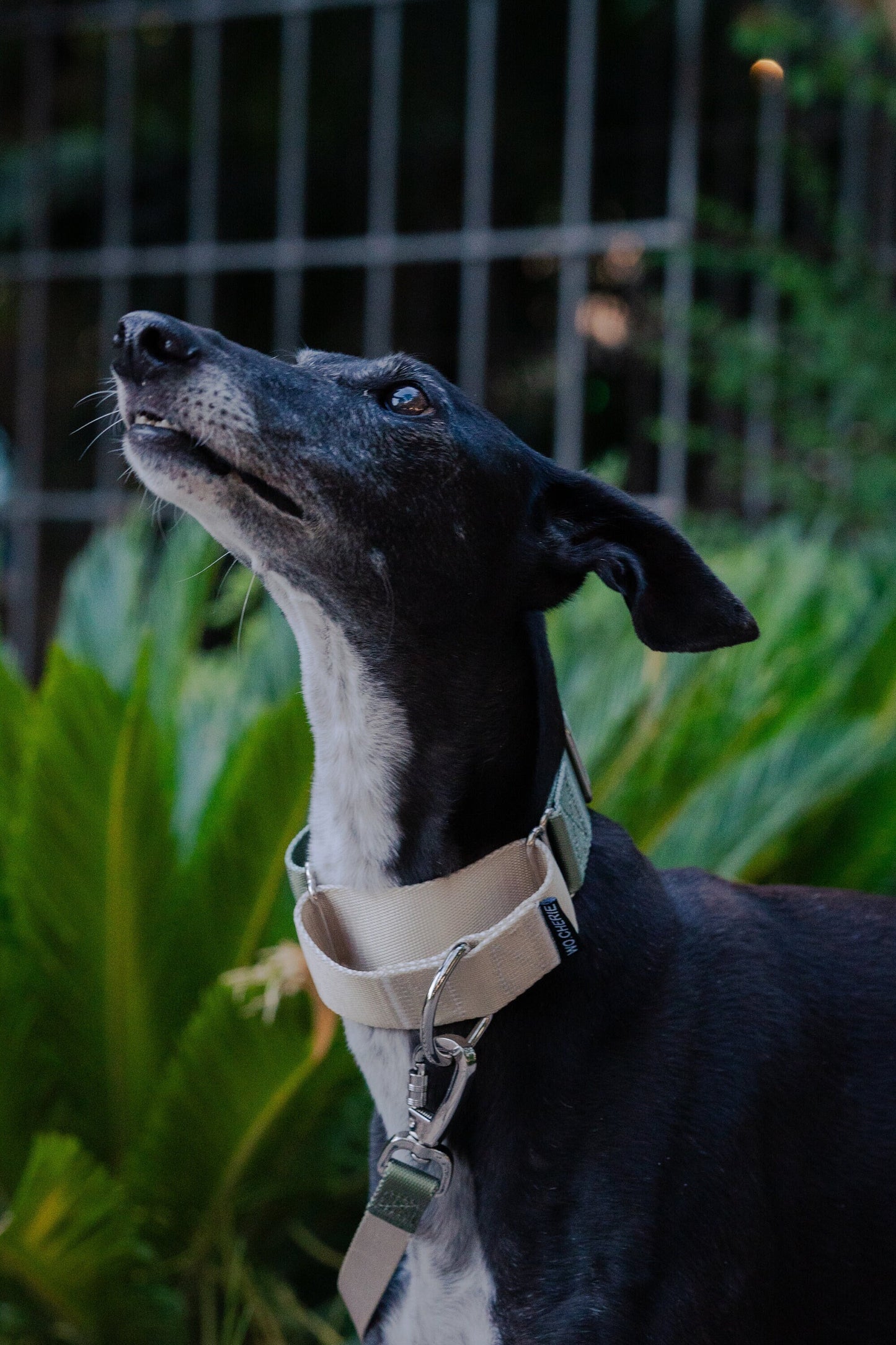 Olive Green Greyhound Martingale dog collar, 40mm wide, leash optional