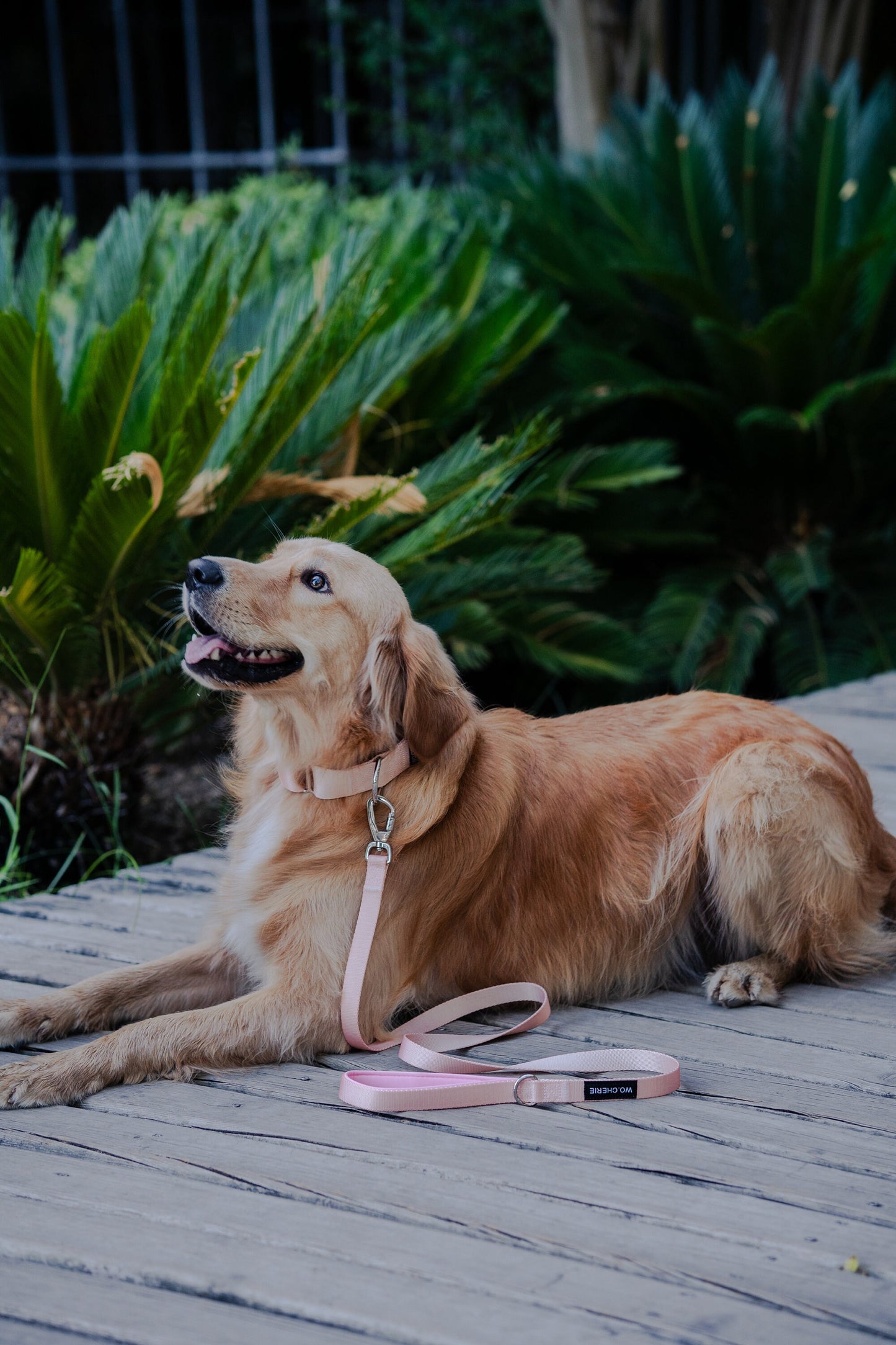 Roosa martingale hurt koera kaelarihm, 40 mm laiune koera kaelarihm, rihm valikuline