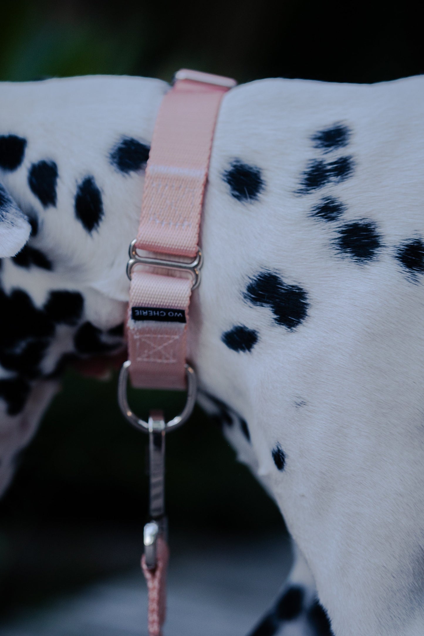 Pink Martingale dog collar, 25mm wide, leash optional
