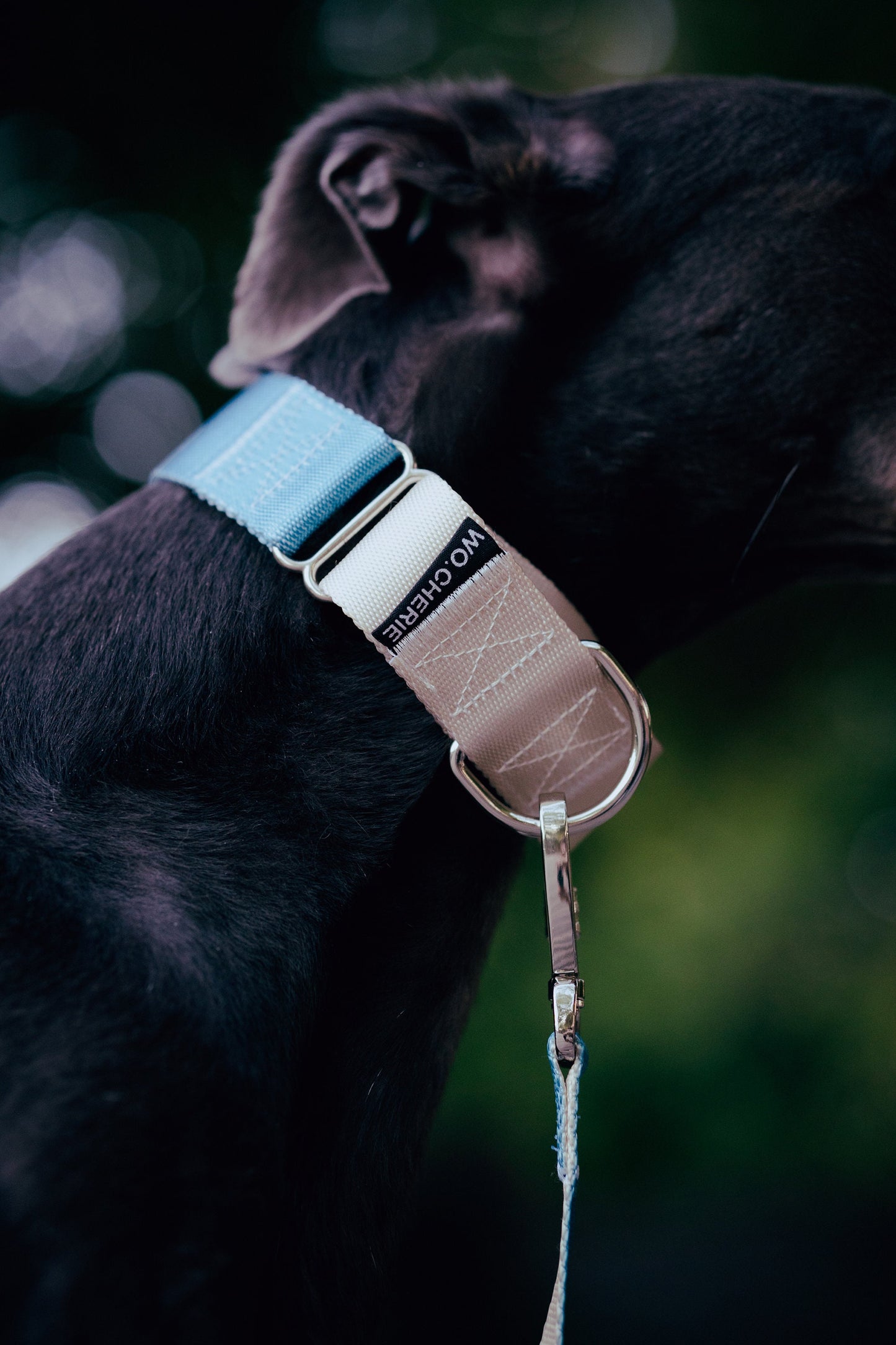 Sinine hall martingale hurt koera kaelarihma ja jalutusrihmaga jalutusrihma komplekt, 40 mm laiune Martingale kaelarihma ja jalutusrihma komplekt koertele