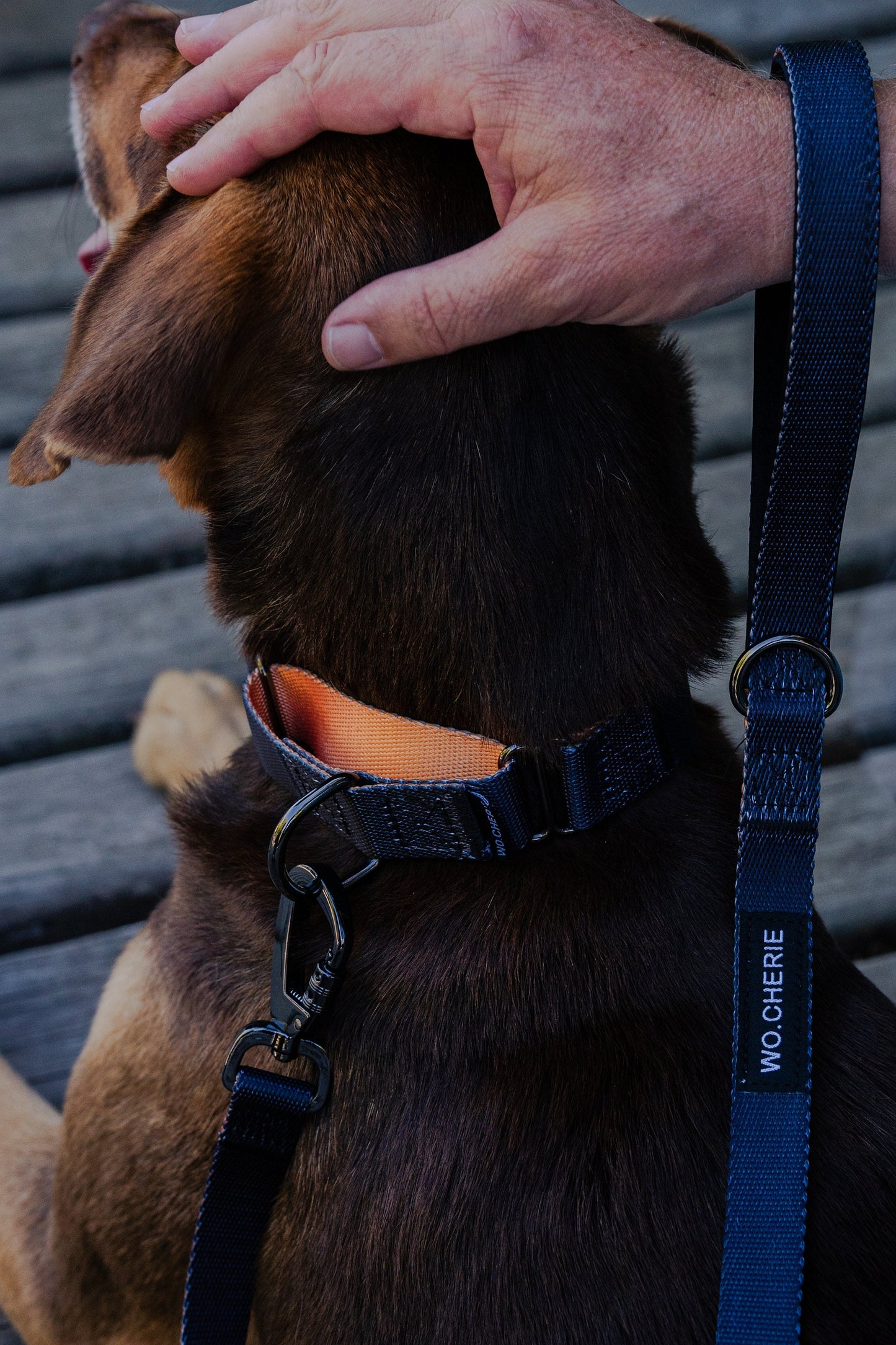 Black orange martingale dog collar and leash walking set, 25mm Wide Martingale Collar and Leash Set for Dogs