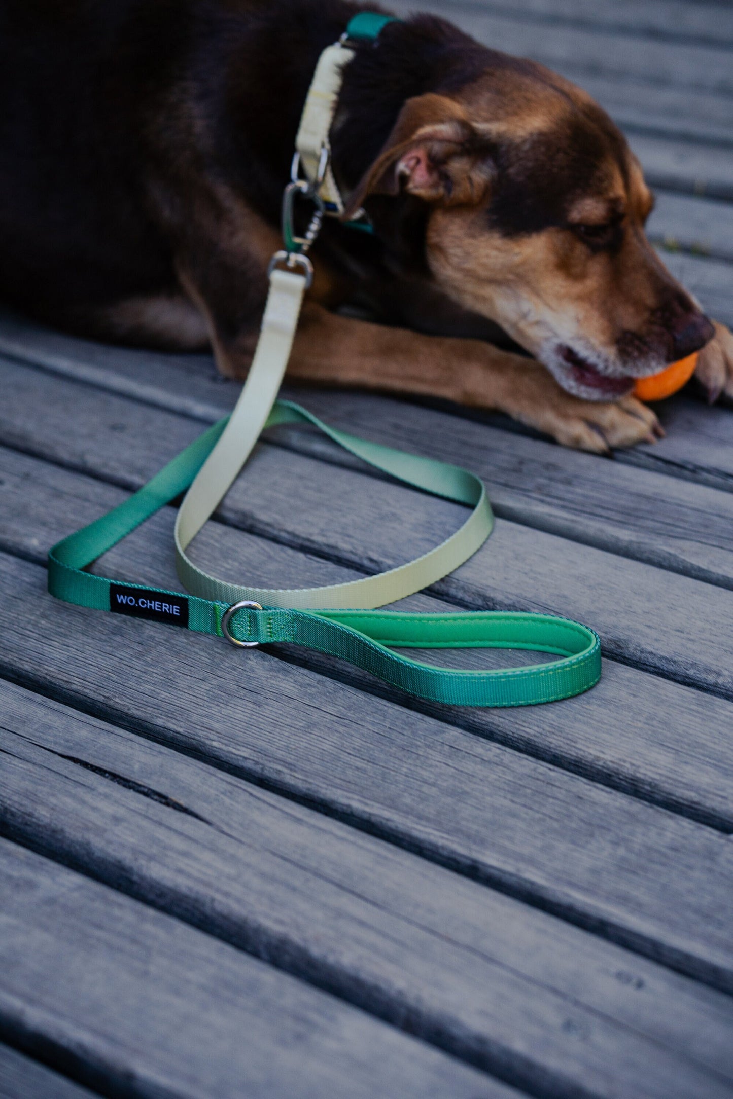Yellow-green Gradient Dog collar and dog leash Walking Set, 25mm Wide Martingale Dog Collar and Leash