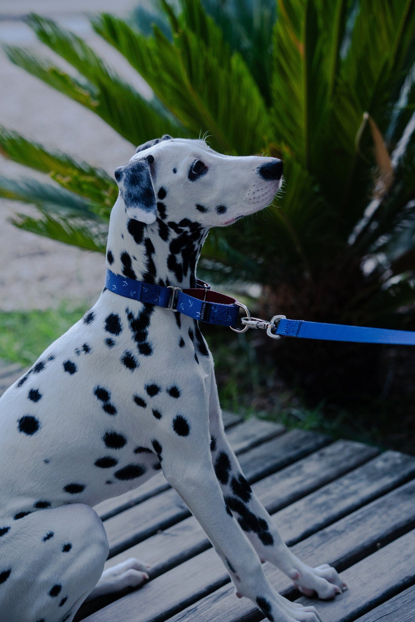 Blue-red with anchors martingale dog collar, 25mm wide,  leash optional